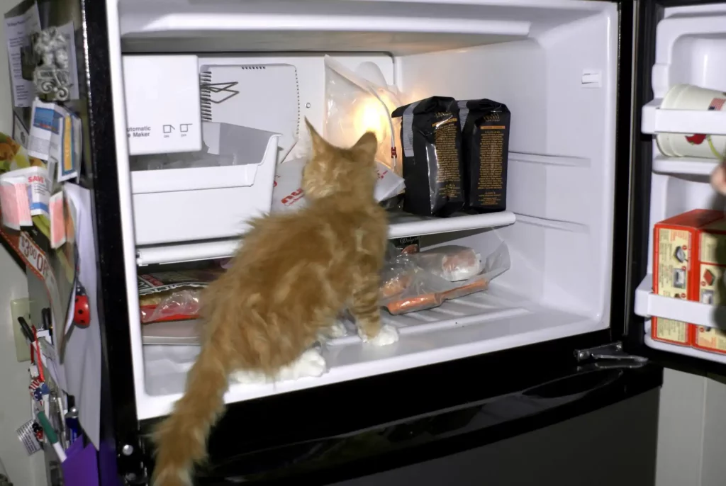 A cat sits inside a fridge looking at the food