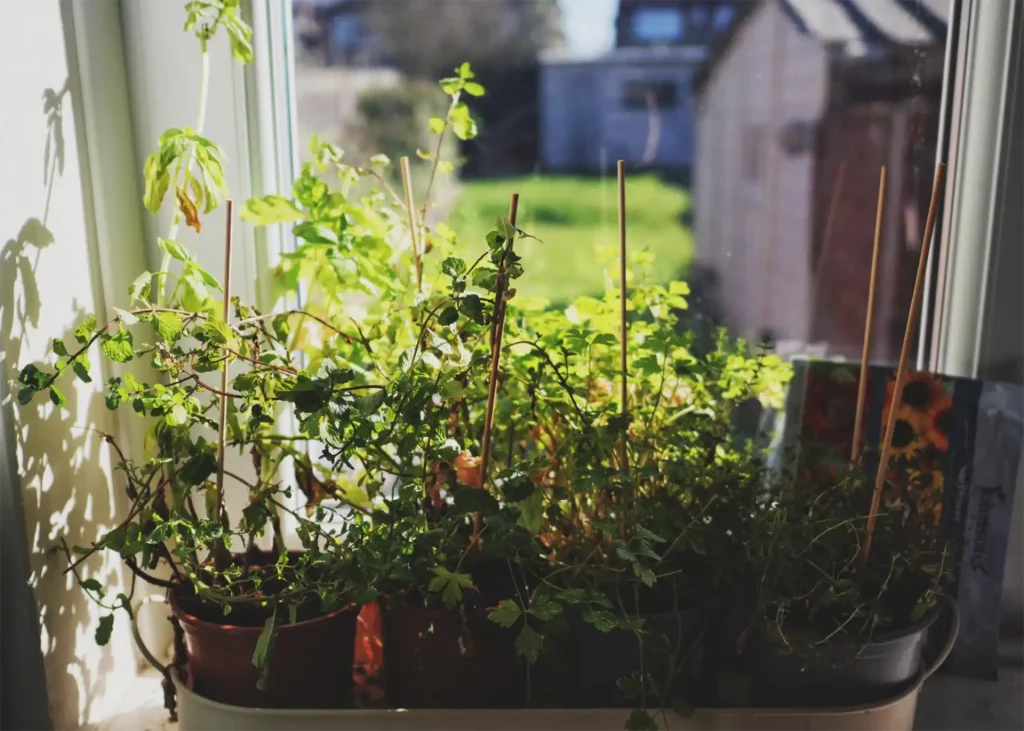 Herbs sitting on window ledge looking out to a garden
